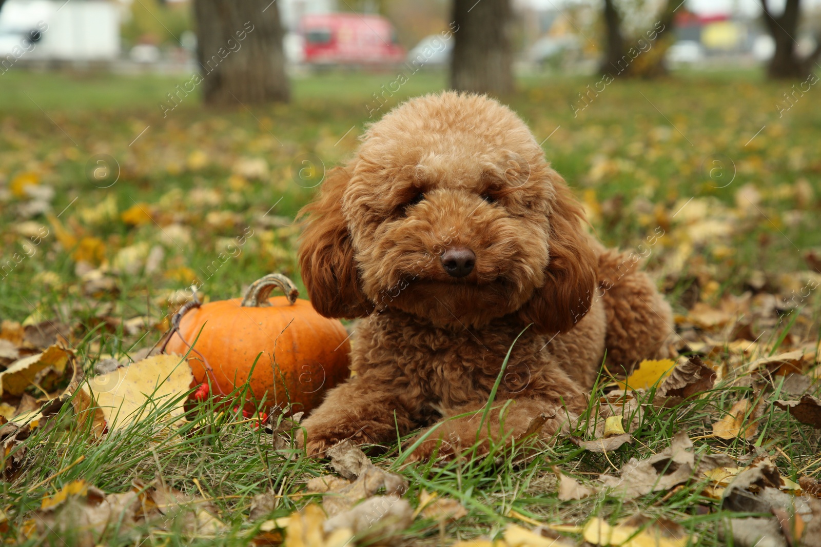 Photo of Cute fluffy dog and pumpkin on grass in autumn park