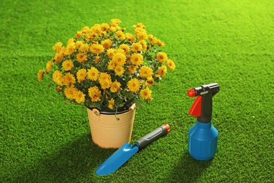 Photo of Beautiful chrysanthemum flowers and gardening tools on artificial lawn