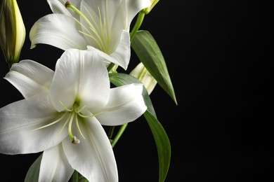 Photo of Beautiful white lily flowers on black background, closeup. Space for text