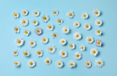 Photo of Many beautiful daisy flowers on light blue background, flat lay