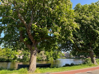 Photo of Beautiful view of blooming chestnut trees growing near river in city on sunny day