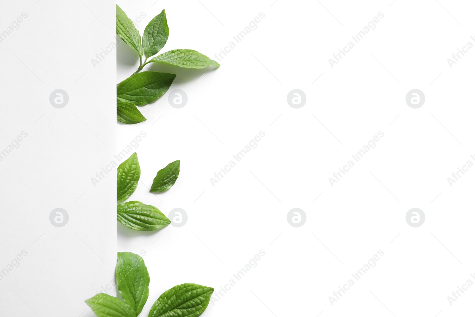 Photo of Blank card and spring green leaves on white background, top view. Space for text