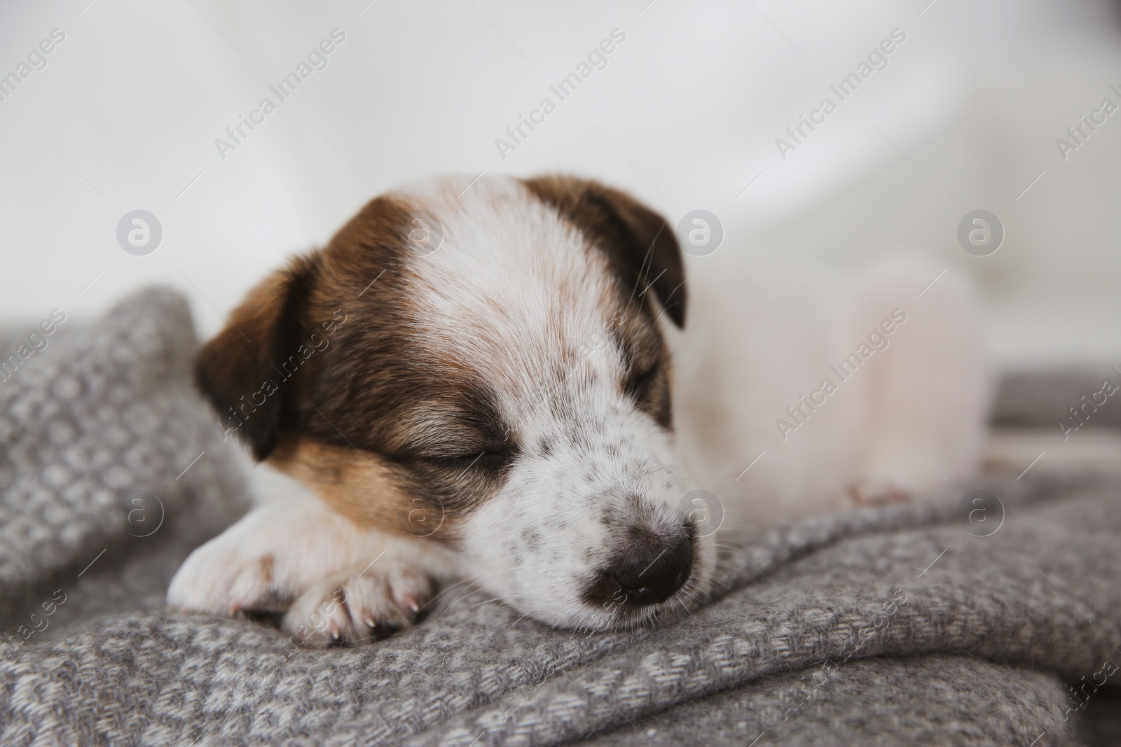 Photo of Cute little puppy sleeping on grey plaid, closeup