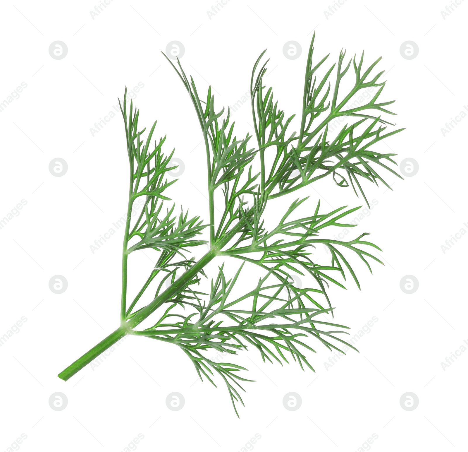 Photo of Sprig of fresh dill isolated on white