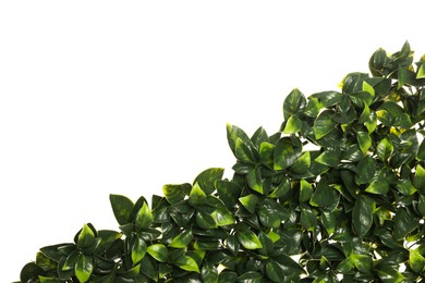 Green artificial plants with lush leaves isolated on white