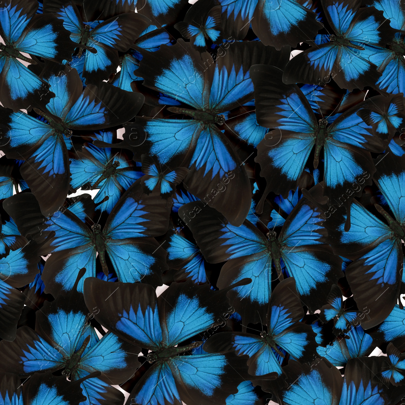 Image of Many bright beautiful Ulysses butterflies as background