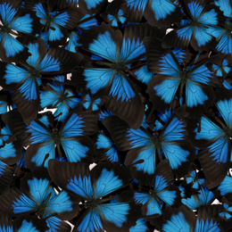Many bright beautiful Ulysses butterflies as background