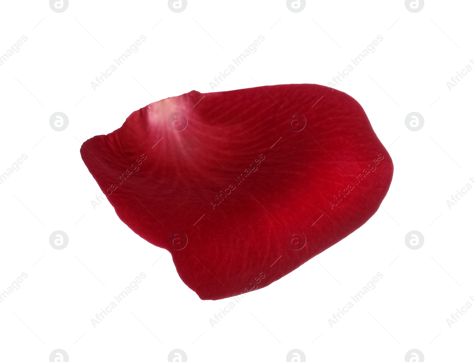 Photo of Red rose flower petal on white background