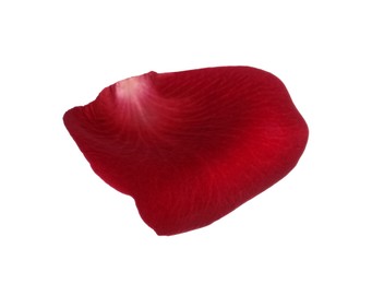 Red rose flower petal on white background