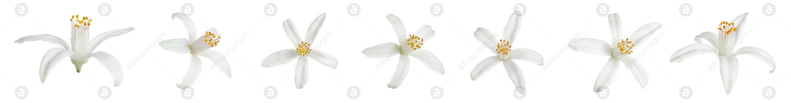Image of Set of beautiful blooming citrus flowers on white background. Banner design