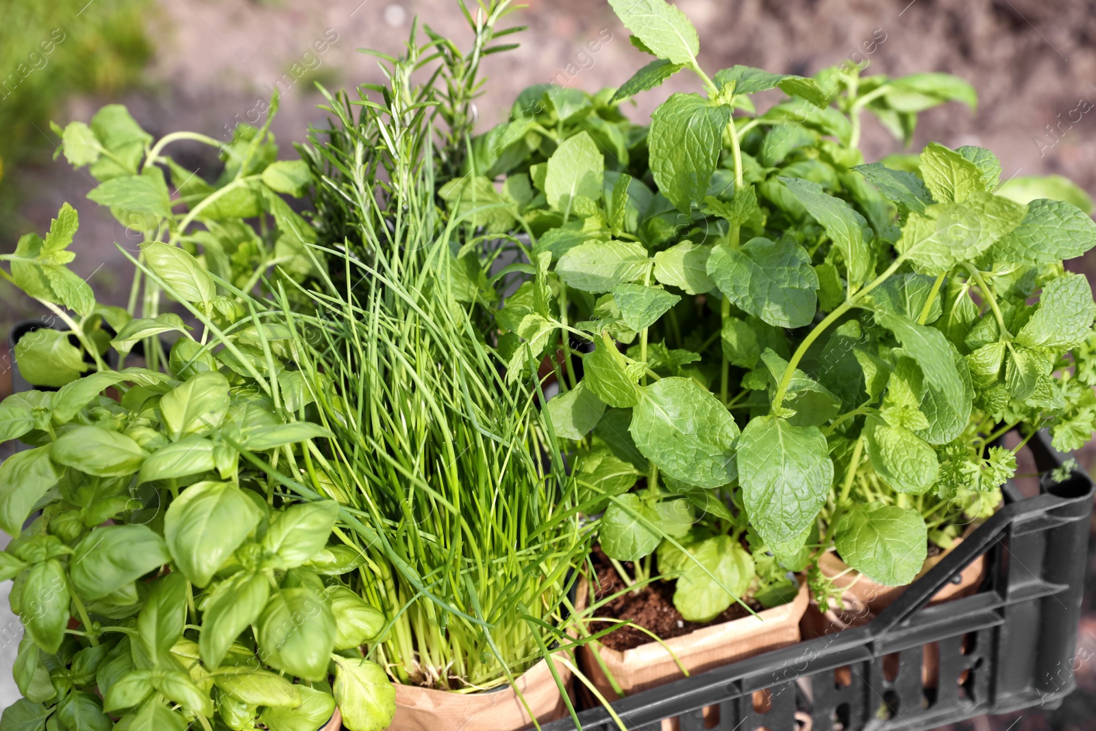 Photo of Different aromatic potted herbs in crate outdoors, closeup