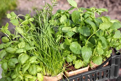 Different aromatic potted herbs in crate outdoors, closeup