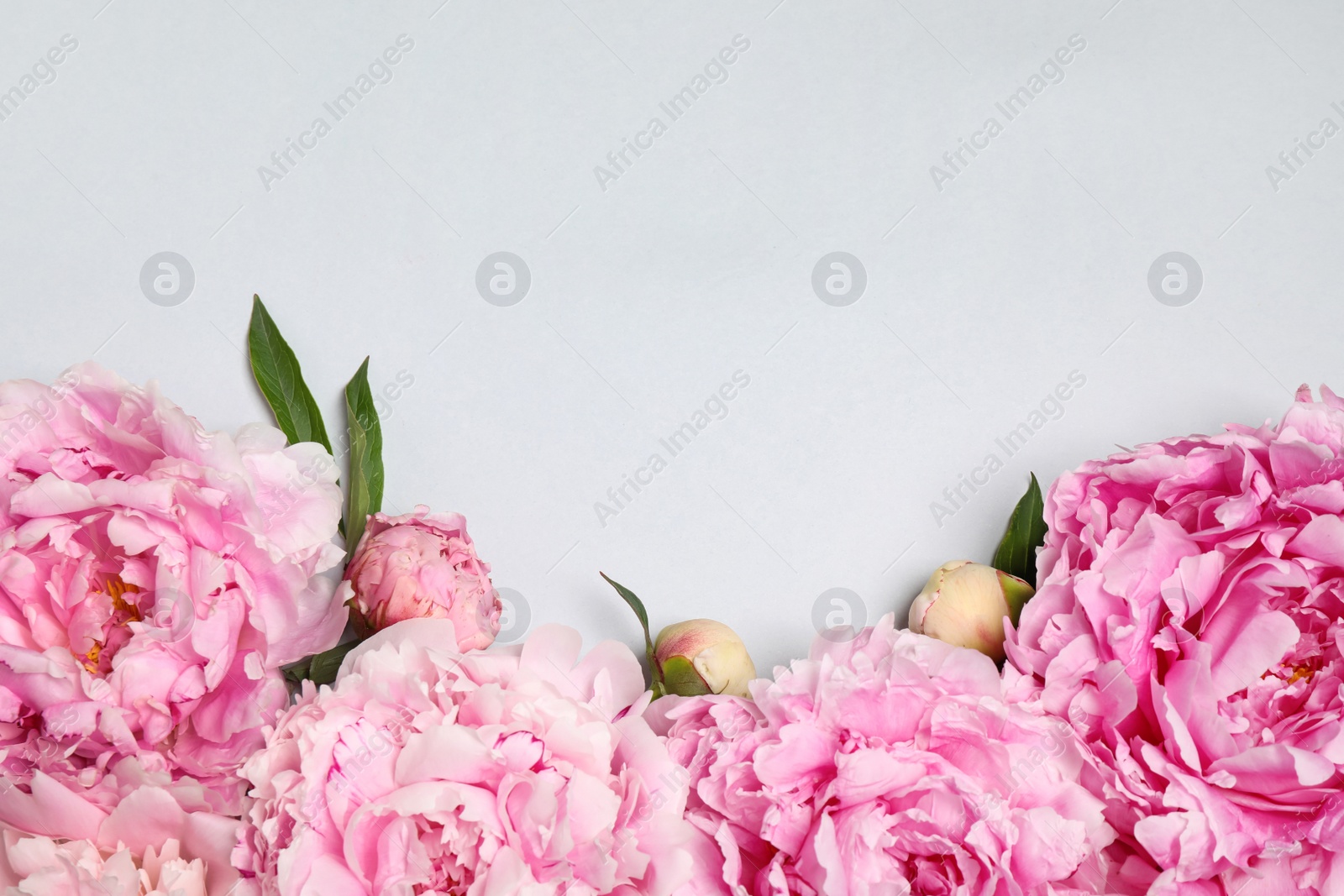 Photo of Beautiful pink peonies on light grey background, flat lay. Space for text