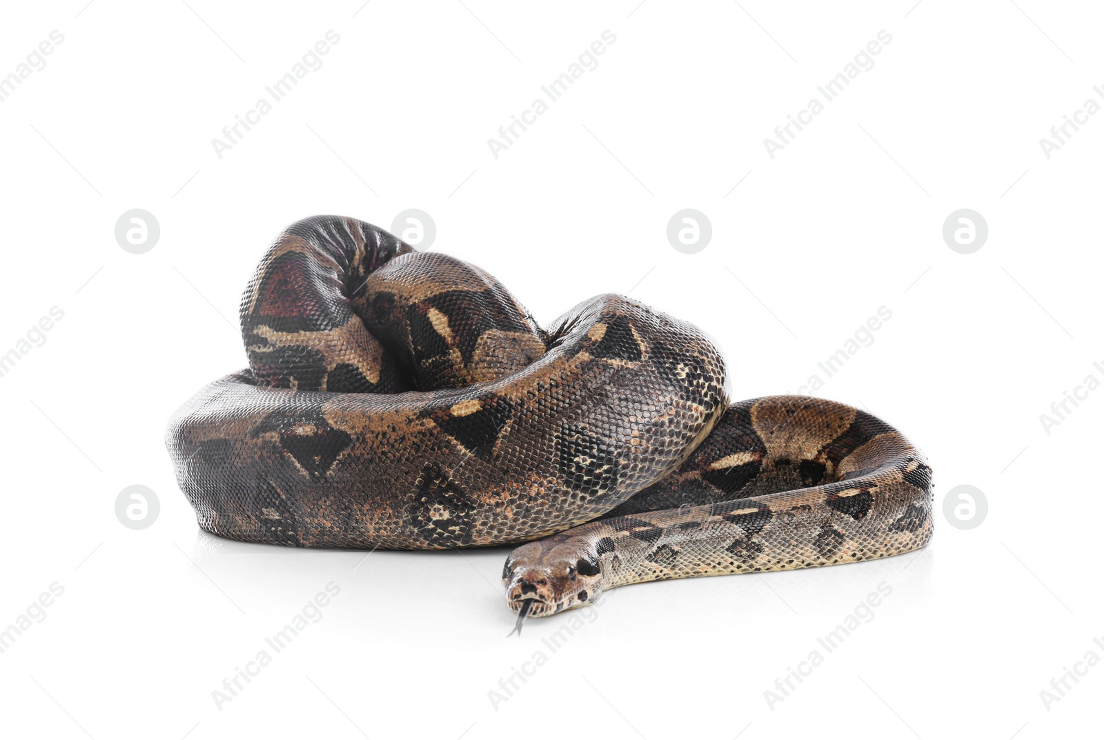 Photo of Brown boa constrictor on white background. Exotic snake