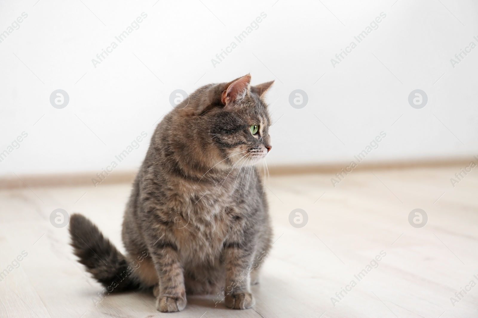 Photo of Cute gray tabby cat sitting on floor indoors. Lovely pet