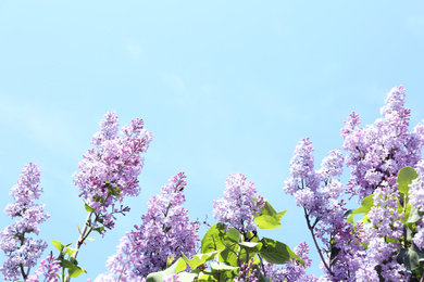 Closeup view of beautiful blooming lilac shrub outdoors