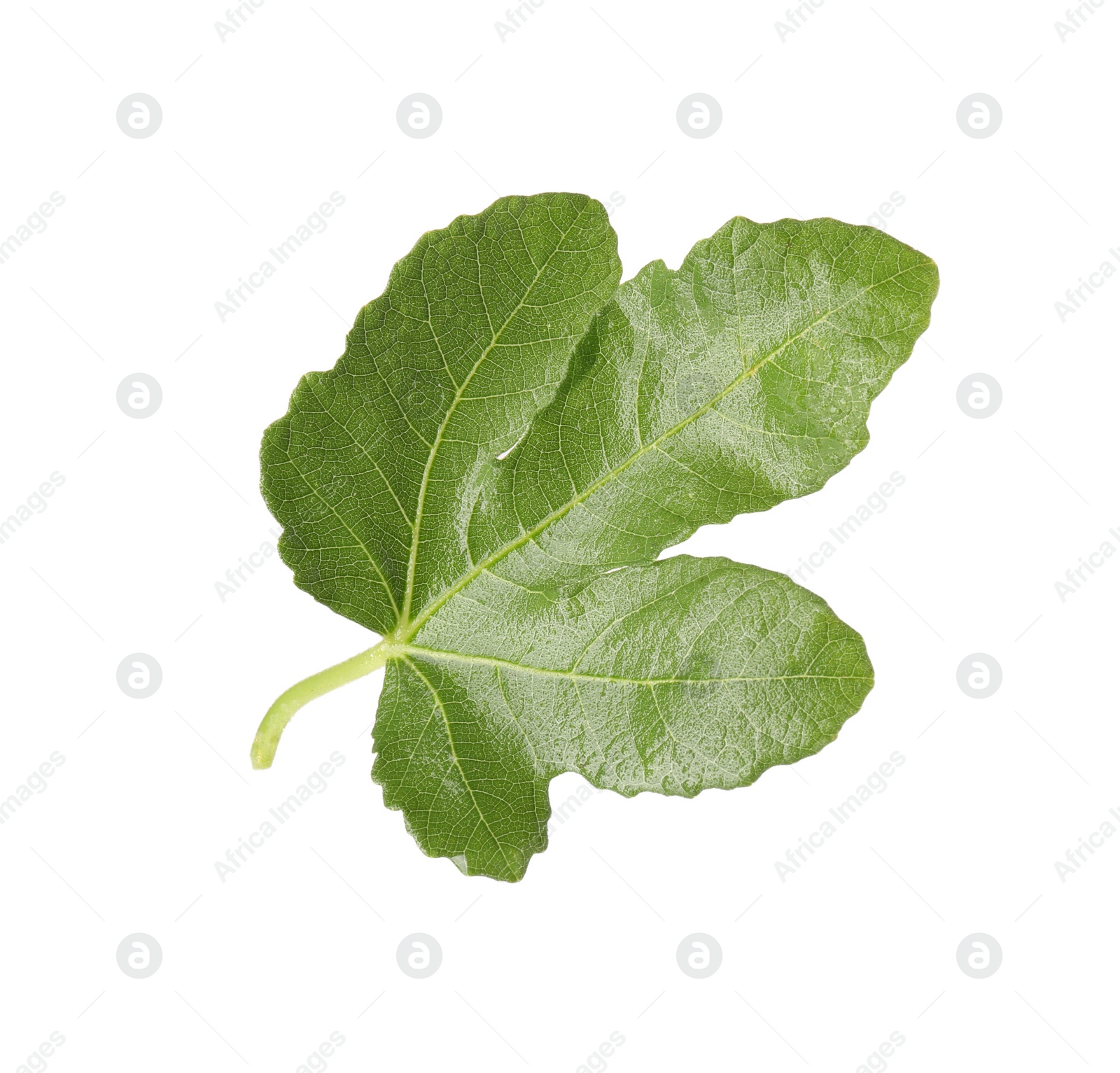 Photo of One green leaf of fig tree on white background