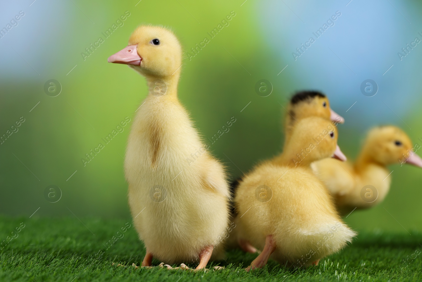 Photo of Cute fluffy ducklings on artificial grass against blurred background, closeup. Baby animals