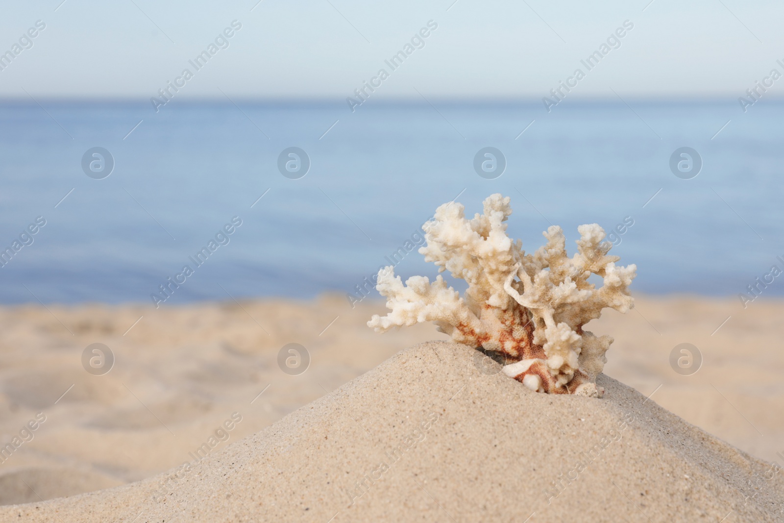 Photo of Sandy beach with beautiful coral near sea. Space for text