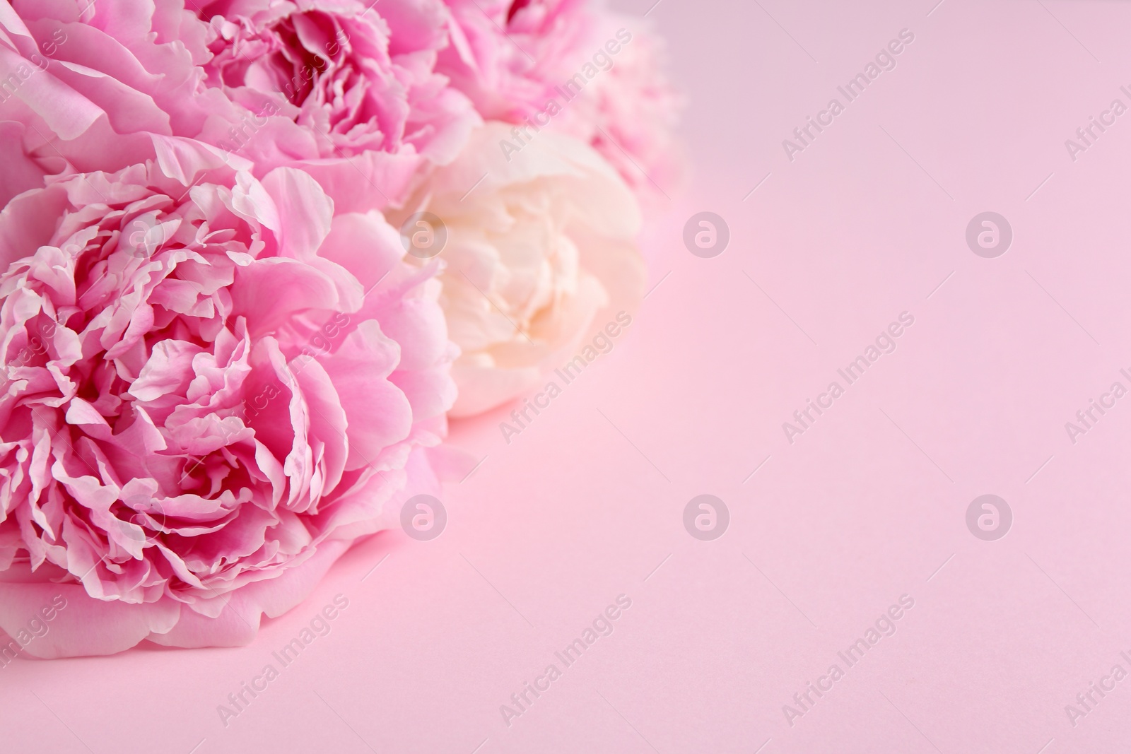 Photo of Beautiful peonies on pink background, closeup. Space for text