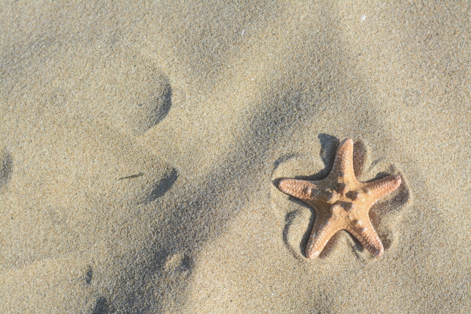 Photo of Beautiful starfish on sandy beach, top view. Space for text