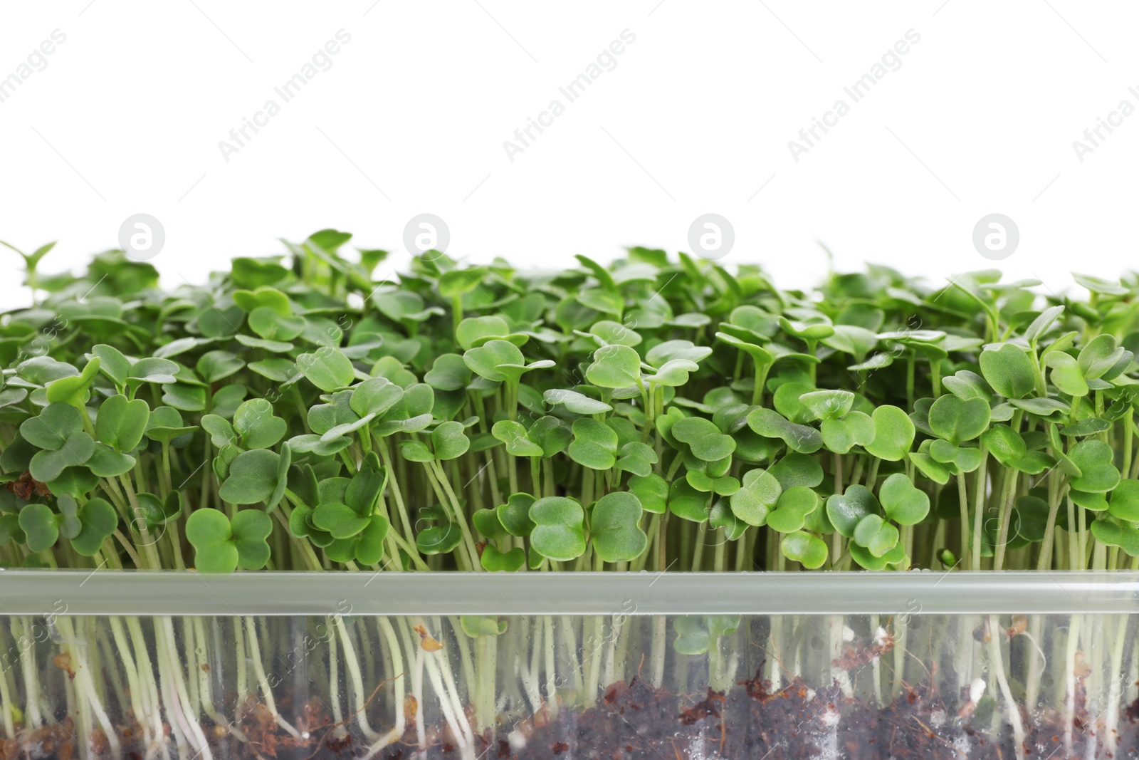 Photo of Fresh organic microgreen on white background, closeup