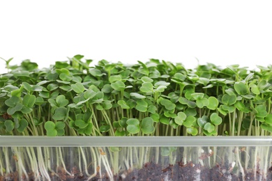 Fresh organic microgreen on white background, closeup