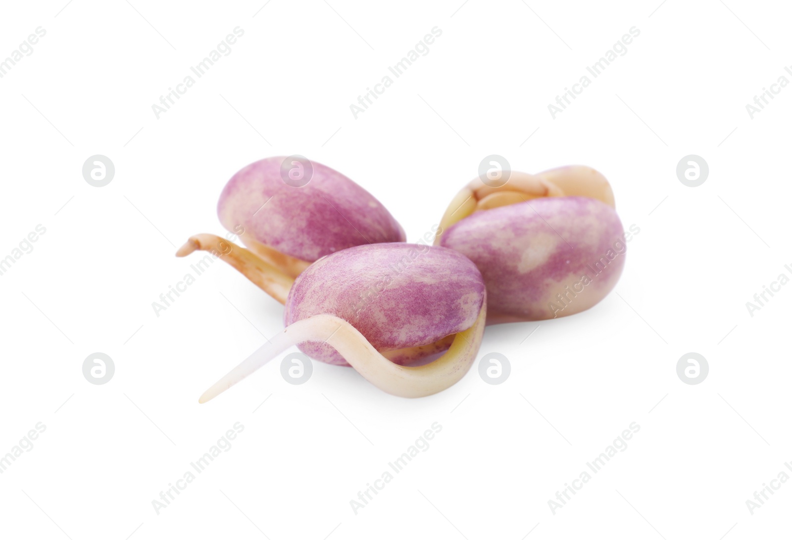 Photo of Three sprouted kidney beans isolated on white