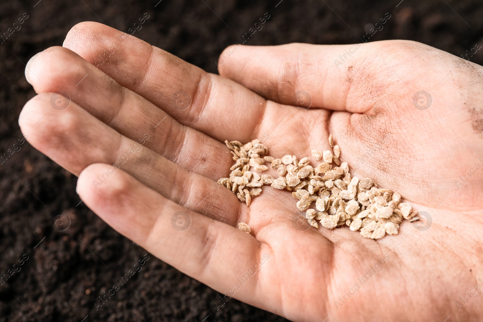 Photo of Woman holding pile of tomato seeds over soil, closeup. Vegetable planting