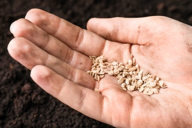 Photo of Woman holding pile of tomato seeds over soil, closeup. Vegetable planting