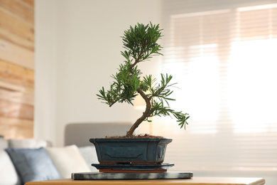 Photo of Japanese bonsai plant on table in living room. Creating zen atmosphere at home