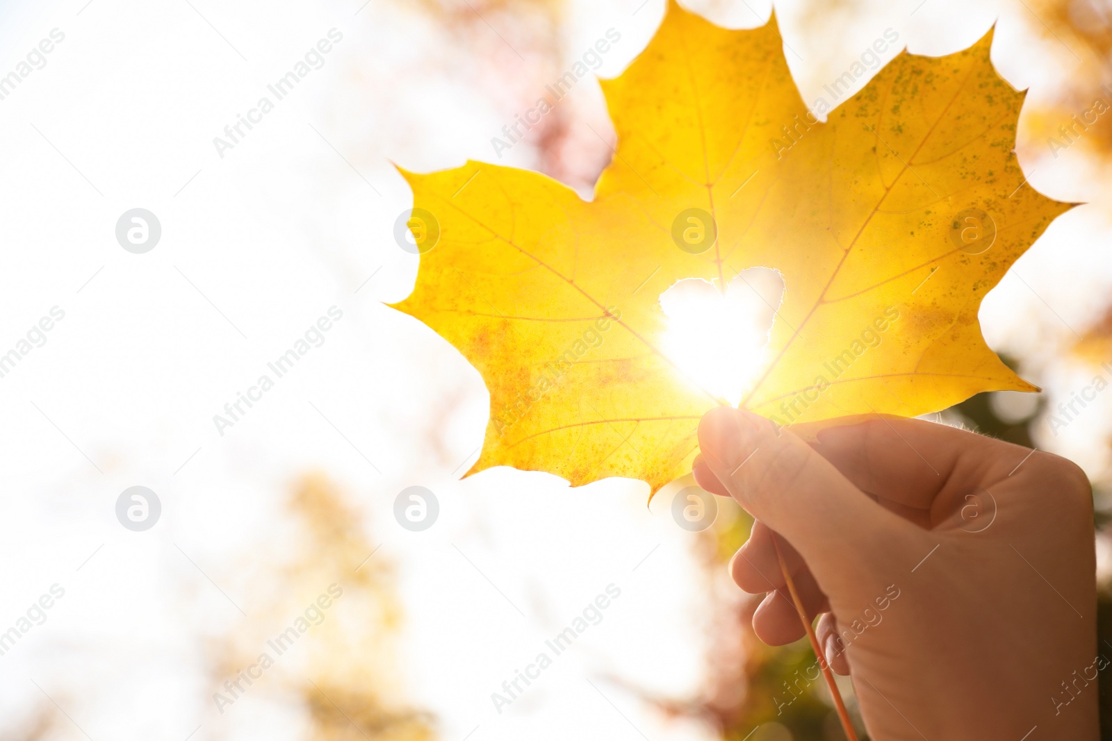 Photo of Woman holding sunlit leaf with heart shaped hole outdoors, closeup. Autumn season