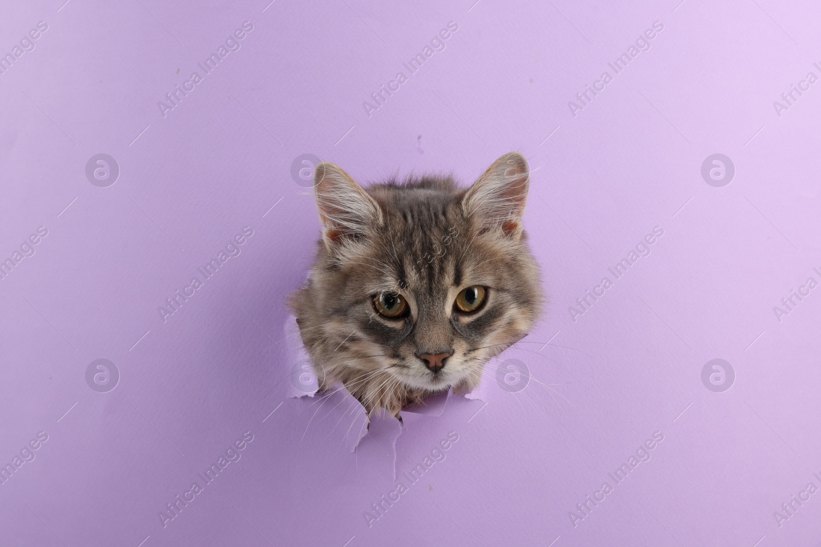 Photo of Cute cat looking through hole in violet paper