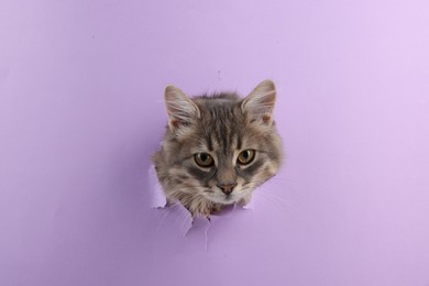 Photo of Cute cat looking through hole in violet paper