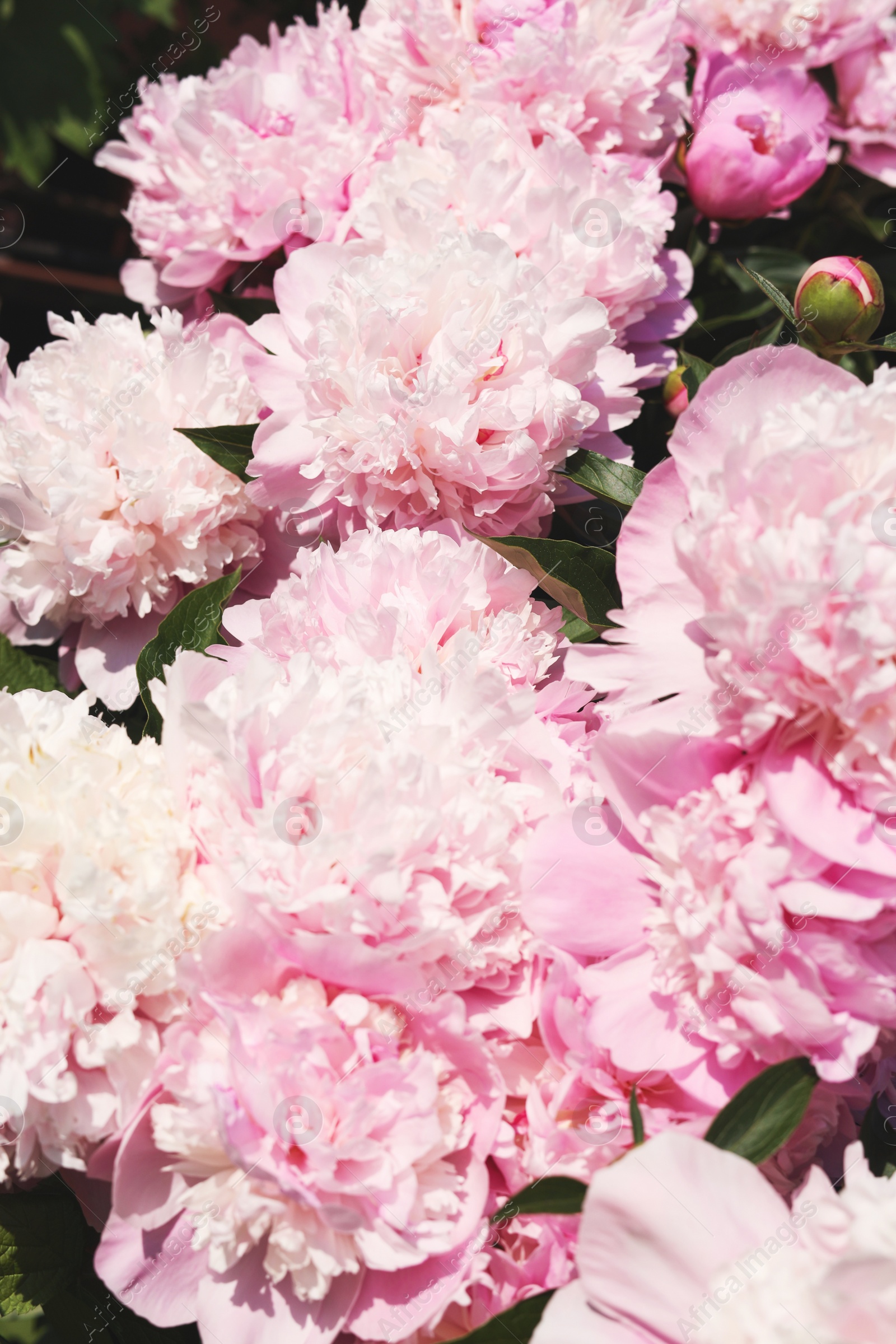 Photo of Wonderful fragrant pink peonies outdoors, closeup view