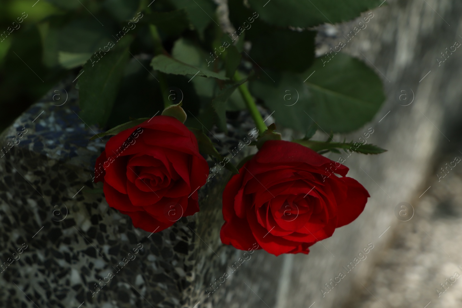 Photo of Red roses on grey granite tombstone outdoors, closeup