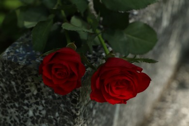 Photo of Red roses on grey granite tombstone outdoors, closeup