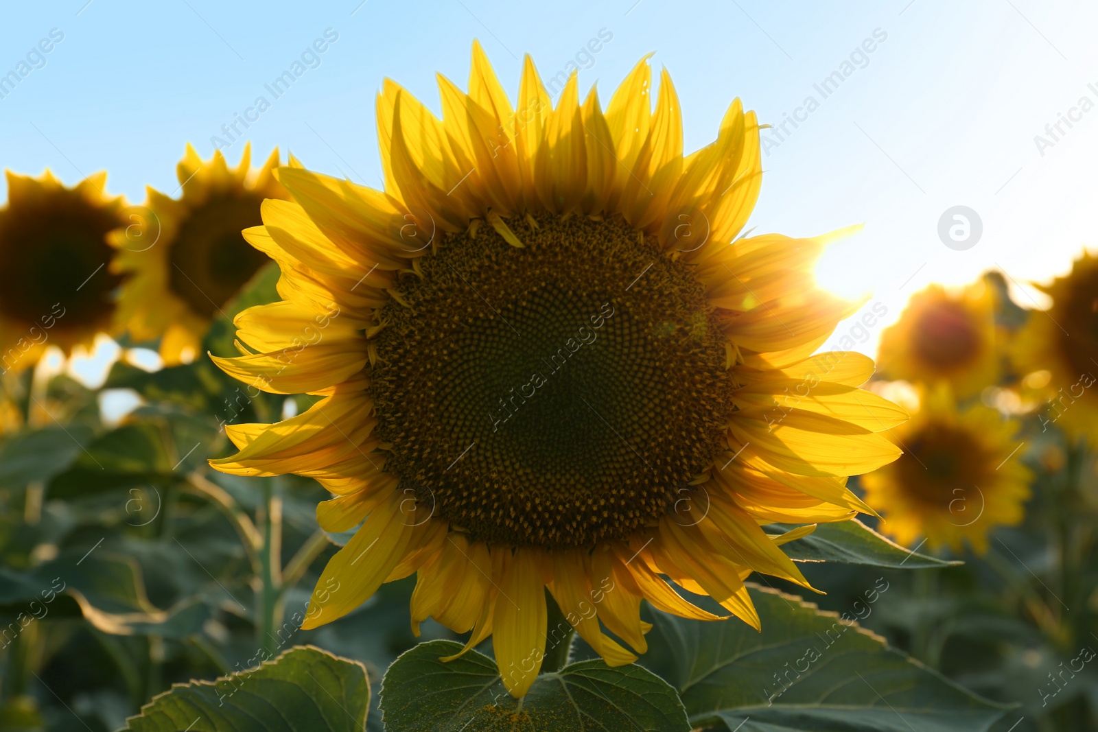 Photo of Beautiful blooming sunflower in field on summer day, closeup