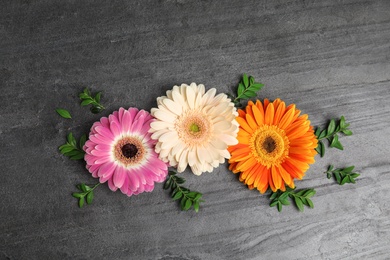 Photo of Flat lay composition with beautiful bright gerbera flowers on grey background, top view