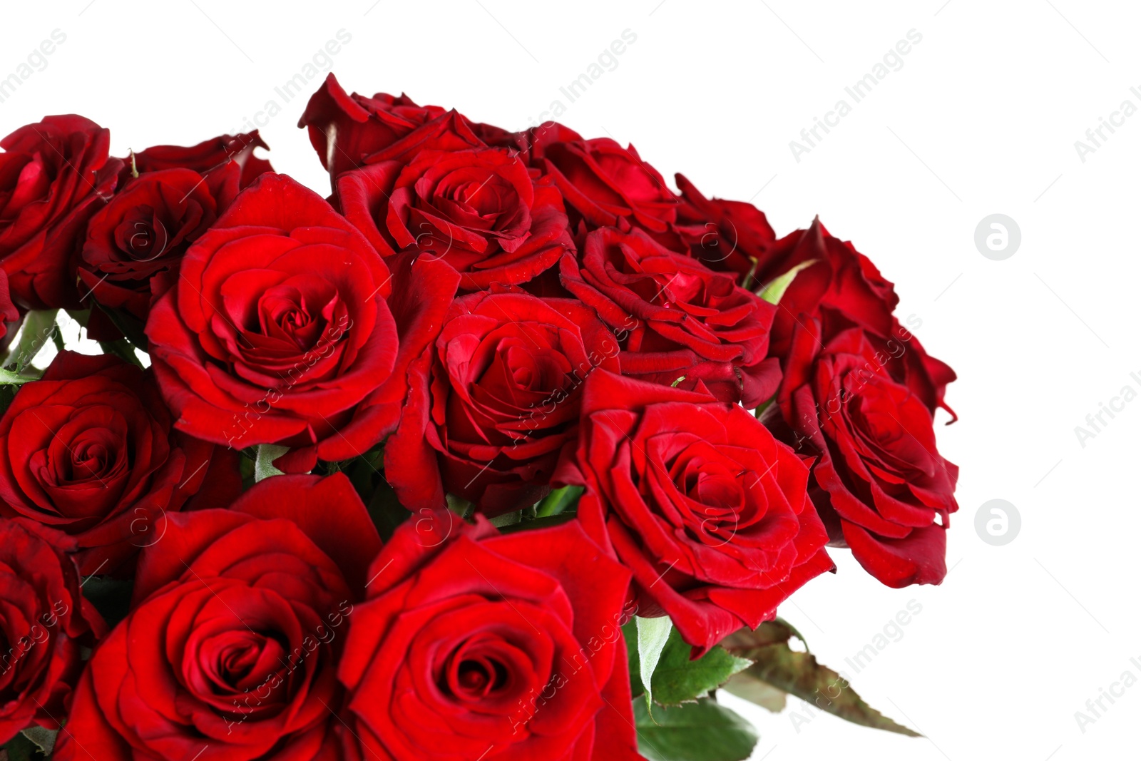 Photo of Beautiful red rose flowers on white background