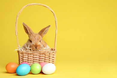 Photo of Adorable furry Easter bunny in wicker basket and dyed eggs on color background, space for text