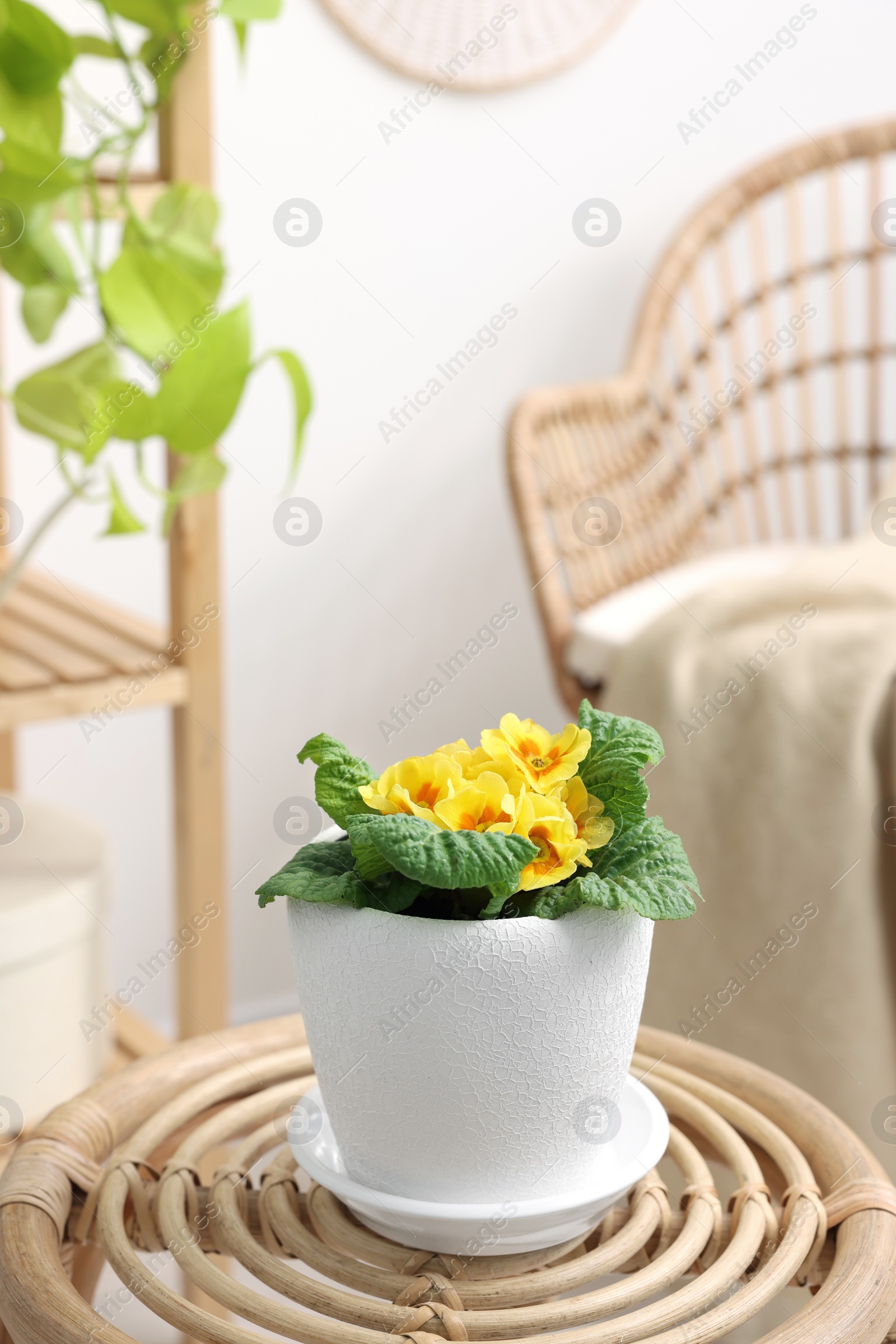 Photo of Beautiful primrose plant in flower pot on wooden table indoors