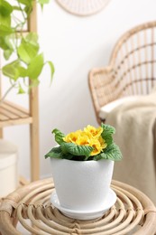 Photo of Beautiful primrose plant in flower pot on wooden table indoors