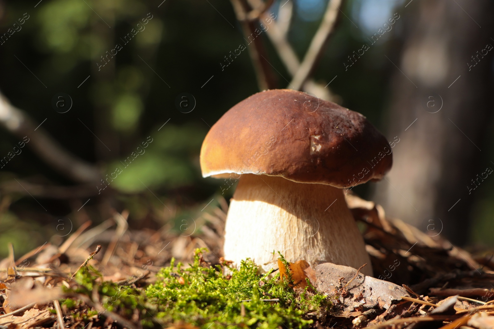 Photo of Beautiful porcini mushroom growing in forest on autumn day, space for text