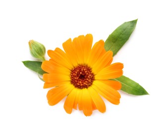 Photo of Beautiful calendula flower with bud and green leaves on white background, top view