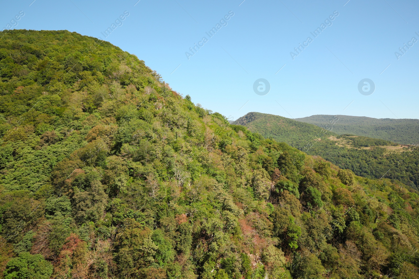 Photo of Picturesque view of forest in mountains under beautiful sky