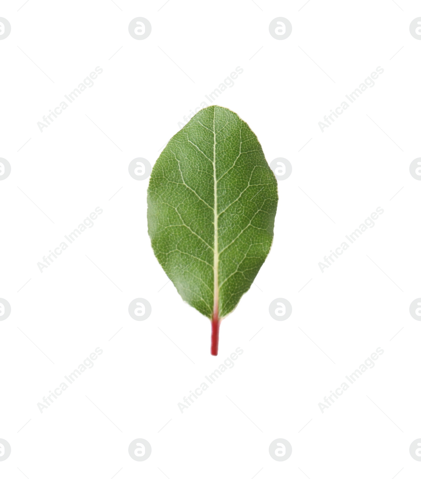 Photo of One fresh bay leaf isolated on white