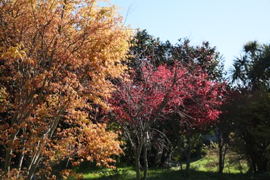 Picturesque view of park with different trees on sunny day