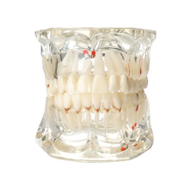 Photo of Artificial jaw model with teeth for education on white background. Medical item