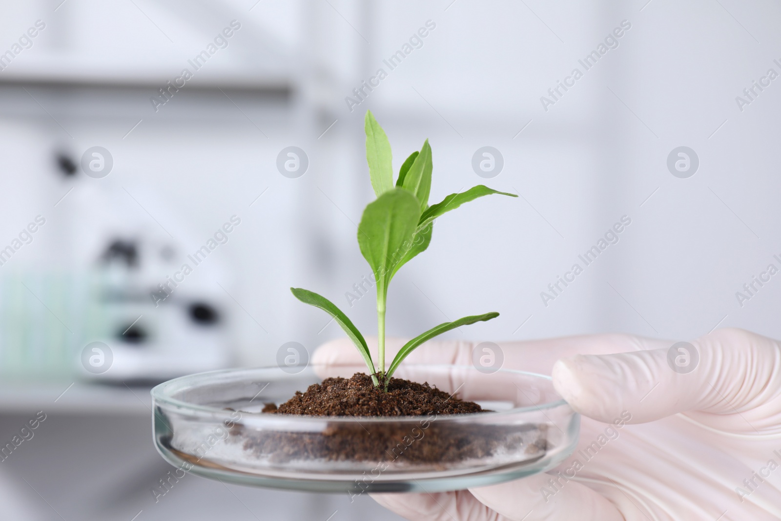 Photo of Scientist holding Petri dish with green plant in laboratory, closeup. Biological chemistry